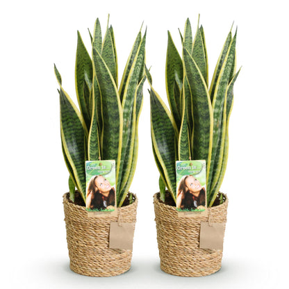 Green BoutiQ - Green is... Kamerplanten - Sanseveria Laurentii - Vrouwentong - Weinig onderhoud - met mand - Groen - 2 Planten - Pot 17cm - Hoogte 60-70cm