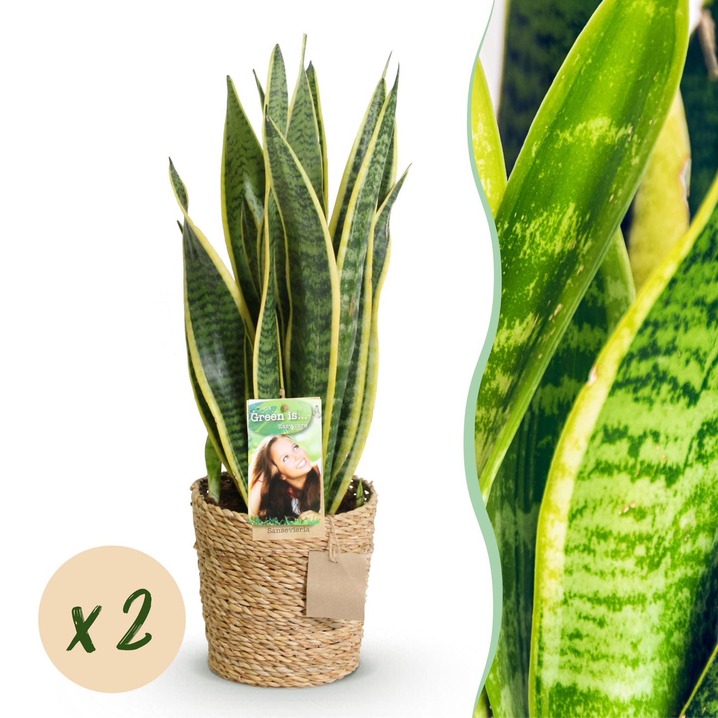 Green BoutiQ - Green is... Kamerplanten - Sanseveria Laurentii - Vrouwentong - Weinig onderhoud - met mand - Groen - 2 Planten - Pot 17cm - Hoogte 60-70cm