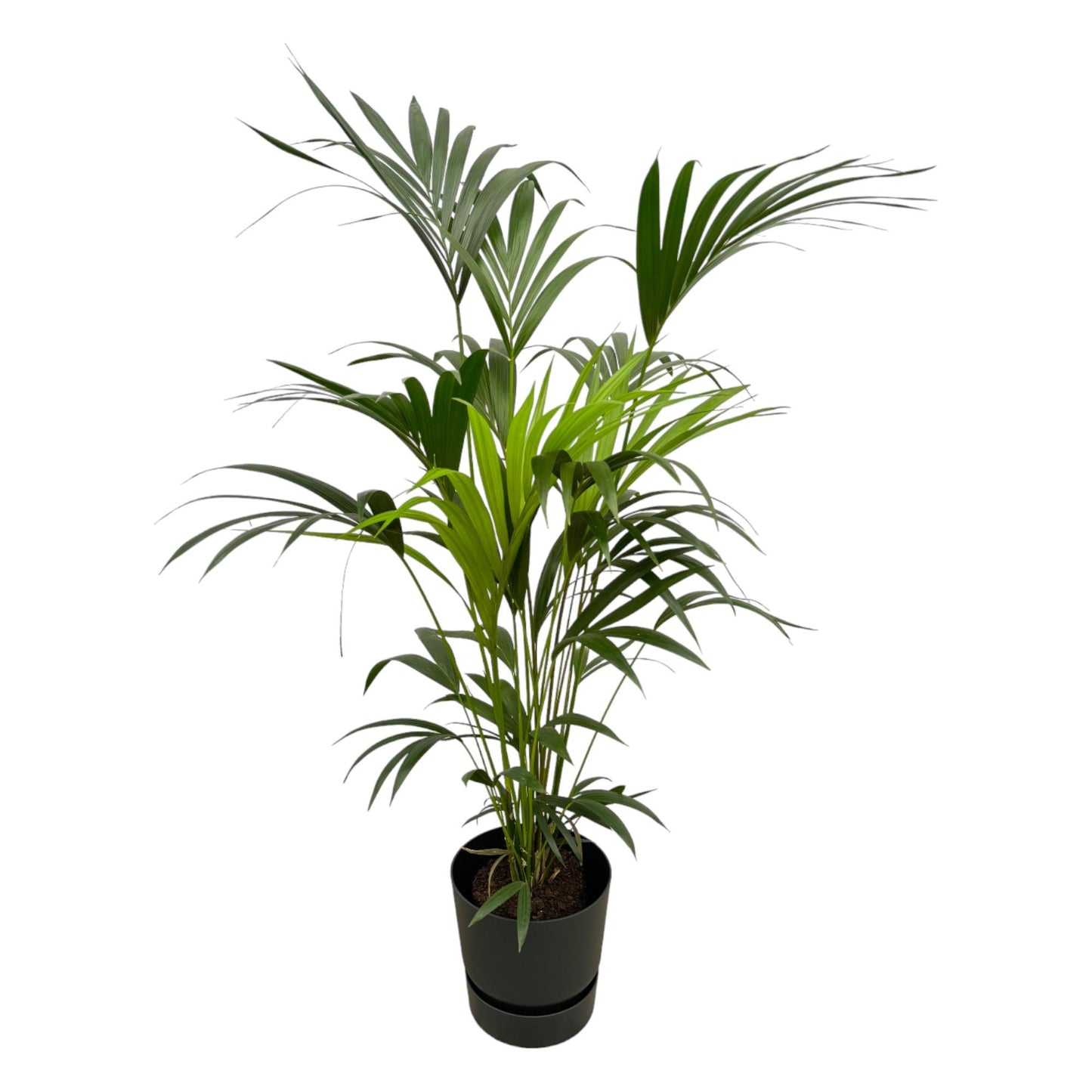 Kentia Palm XL