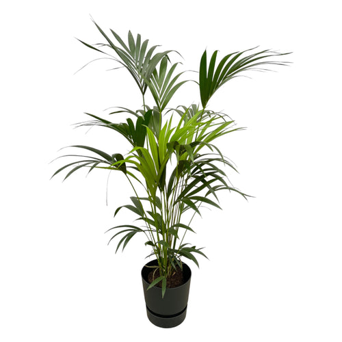 Kentia Palm XL
